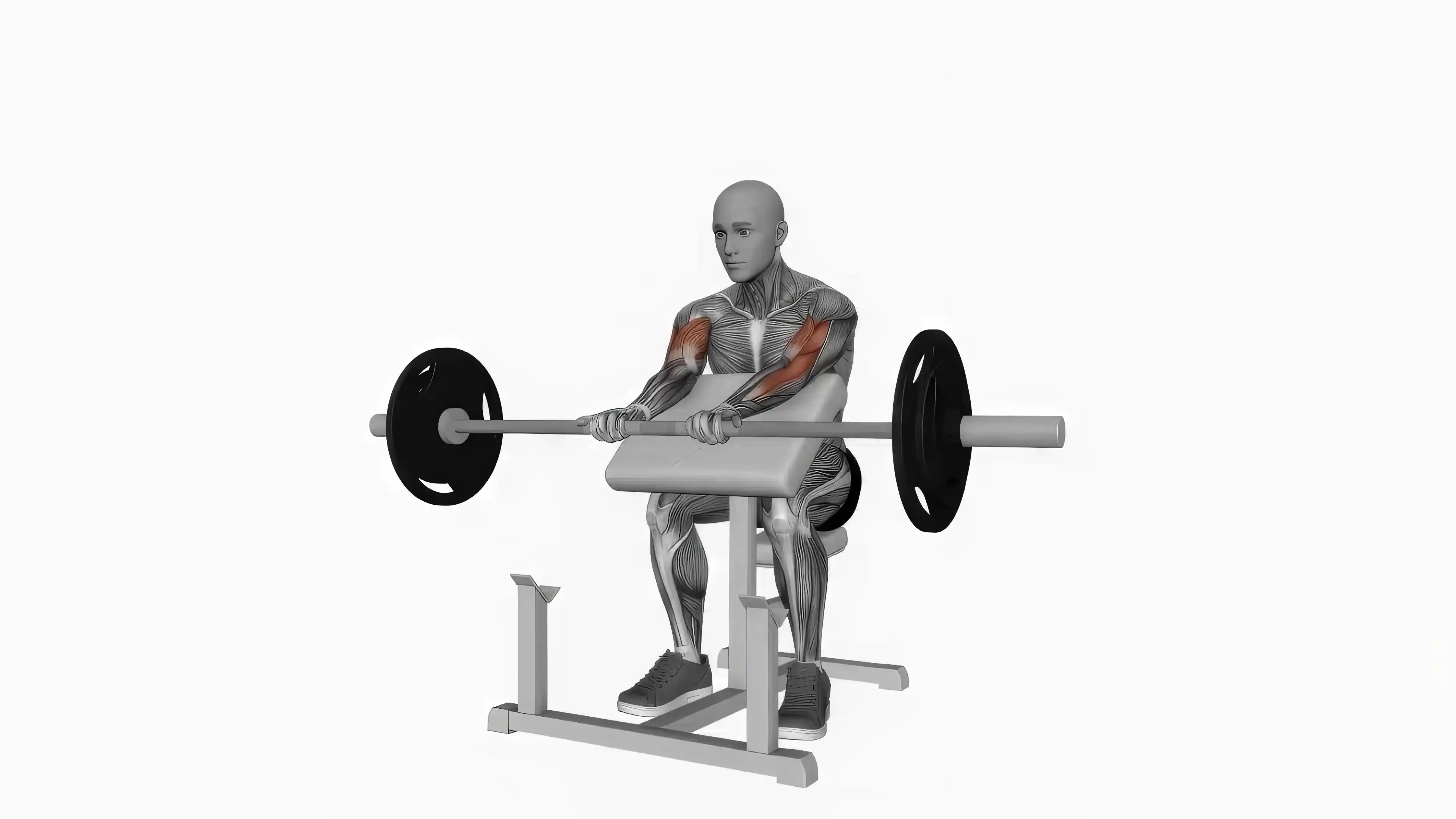 Alternate Hammer Curl (Seated, Dumbbells)